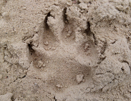 hundrum-gluecklicher.de