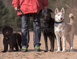 hundrum-gluecklicher.de