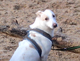 hundrum-gluecklicher.de