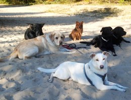 hundrum-gluecklicher.de