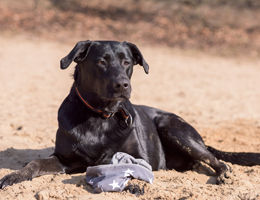 hundrum-gluecklicher.de