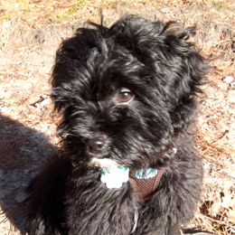 hundrum-gluecklicher.de