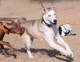 hundrum-gluecklicher.de